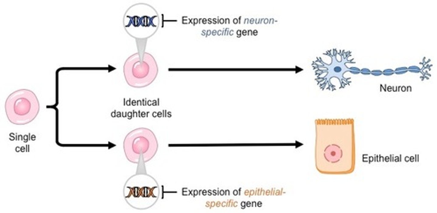 <p>The different transcription factors that a cell contains must be able to affect which DNA is expressed in certain cells, and that transcription factors are Differentially Expressed in different cell types.</p>