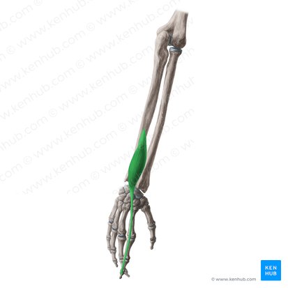what muscle is this 