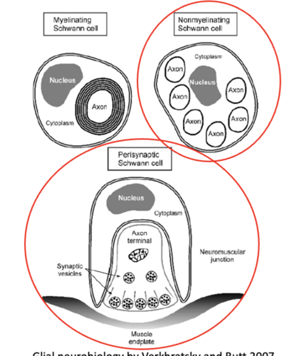 <p>c) Perisynaptic Schwann cells</p>
