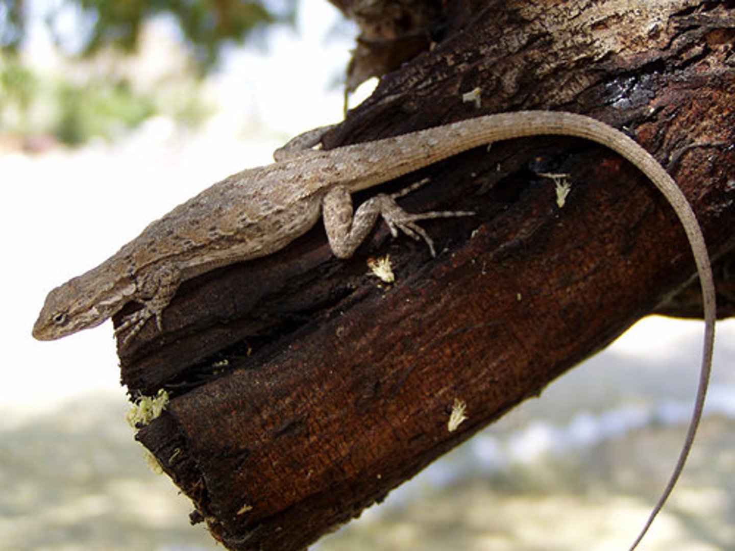 <p>Long-tailed Brush Lizard</p>