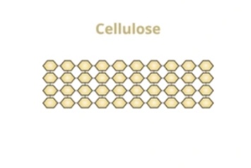<p>Structural polysaccharide of β-glucose, </p><p>straight unbranched chains linked by hydrogen bonds, </p><p>forming strong microfibrils in plant cell walls.</p>