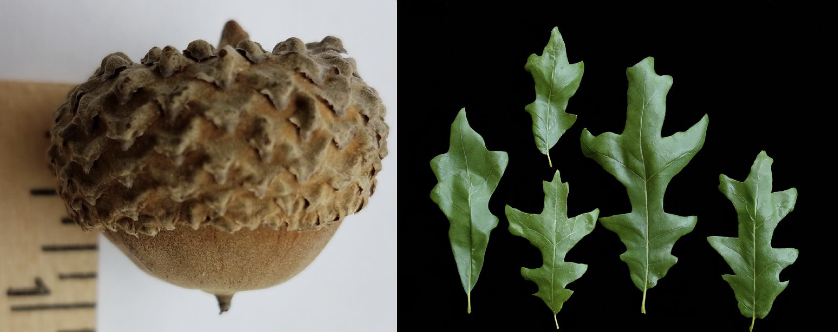 <p>Family<br>Genus<br>Species<br>Common Name</p>