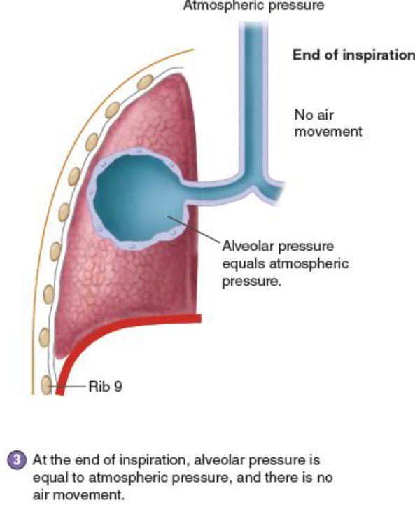 <p>alveolar pressure is equal to atmospheric pressure → no air movement</p><p></p>