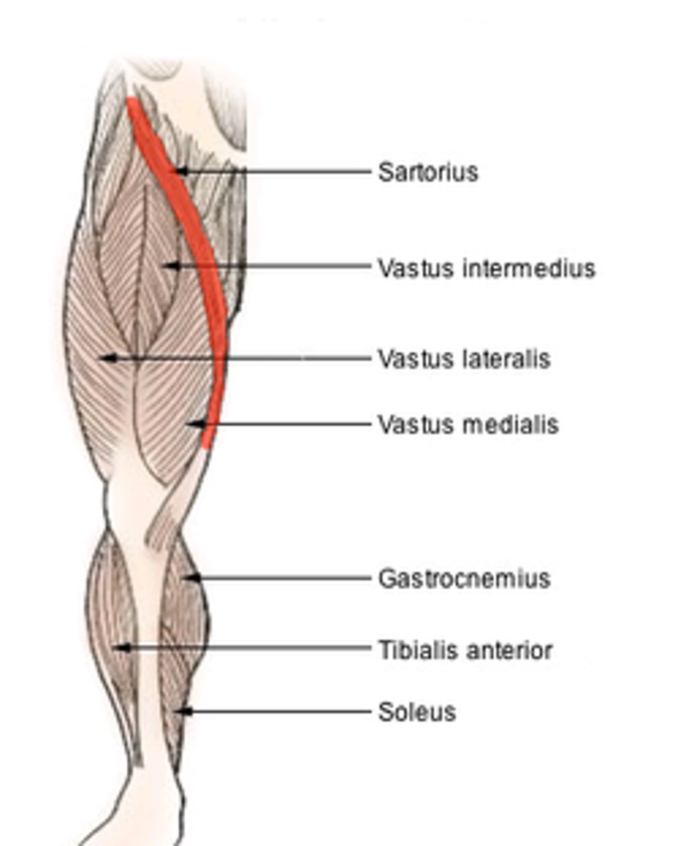 <p>-Origin Anterior superior iliac spine of the pelvic bone</p><p>-Insertion anteromedial surface of the upper tibia in the pes anserinus</p><p>-Nerve femoral nerve (sometimes from the intermediate cutaneous nerve of thigh)</p><p>-Actions Flexion, abduction, and lateral rotation of the hip, flexion of the knee</p><p>-tailor's muscle and longest.</p>