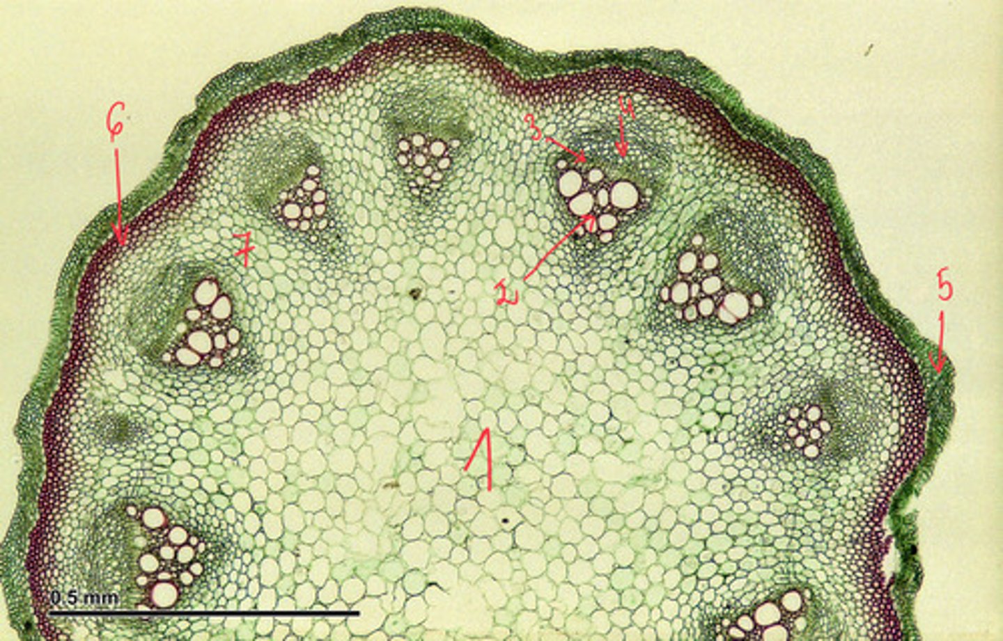 <p>6</p>
