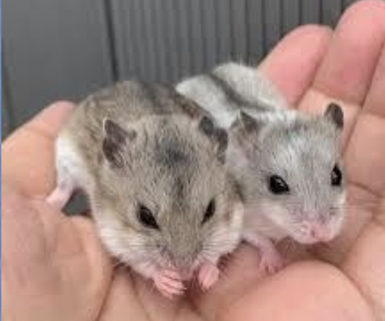 <p>What type of hamster is also called a striped one, and is the species C. griseus?</p>