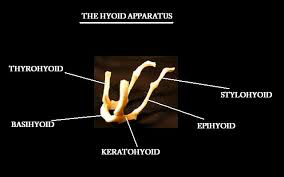 <p>Hyped Bone </p>