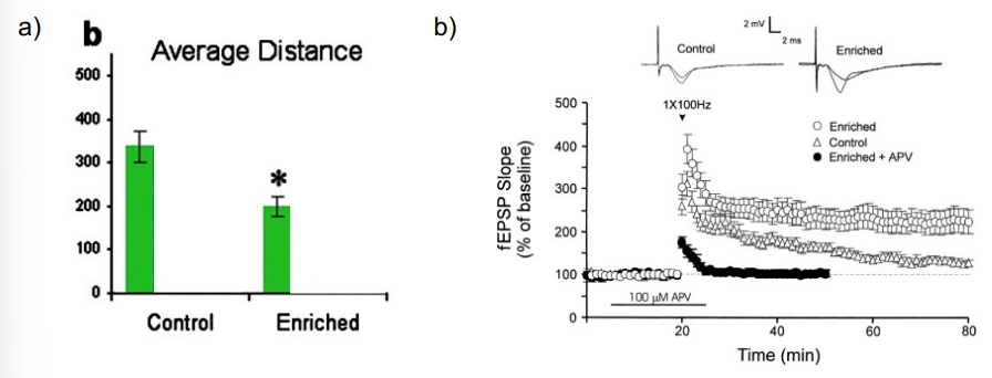 <ul><li><p>enrichment - enhanced acquisition in the Morris Water Maze; potentiated LTP</p></li><li><p>reversal of aging effects by enrichment - spatial maze task (aged mice in impoverished environment (IE) show greater deficits than those in normal (SE) or enriched environment (EE))</p></li></ul>