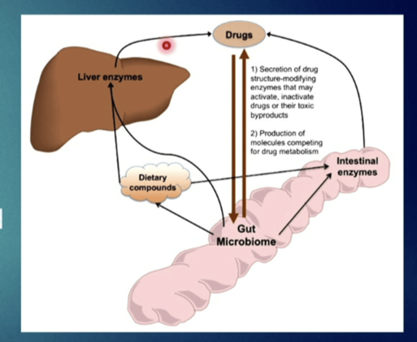 <p>secretion into bile and small intestine</p>