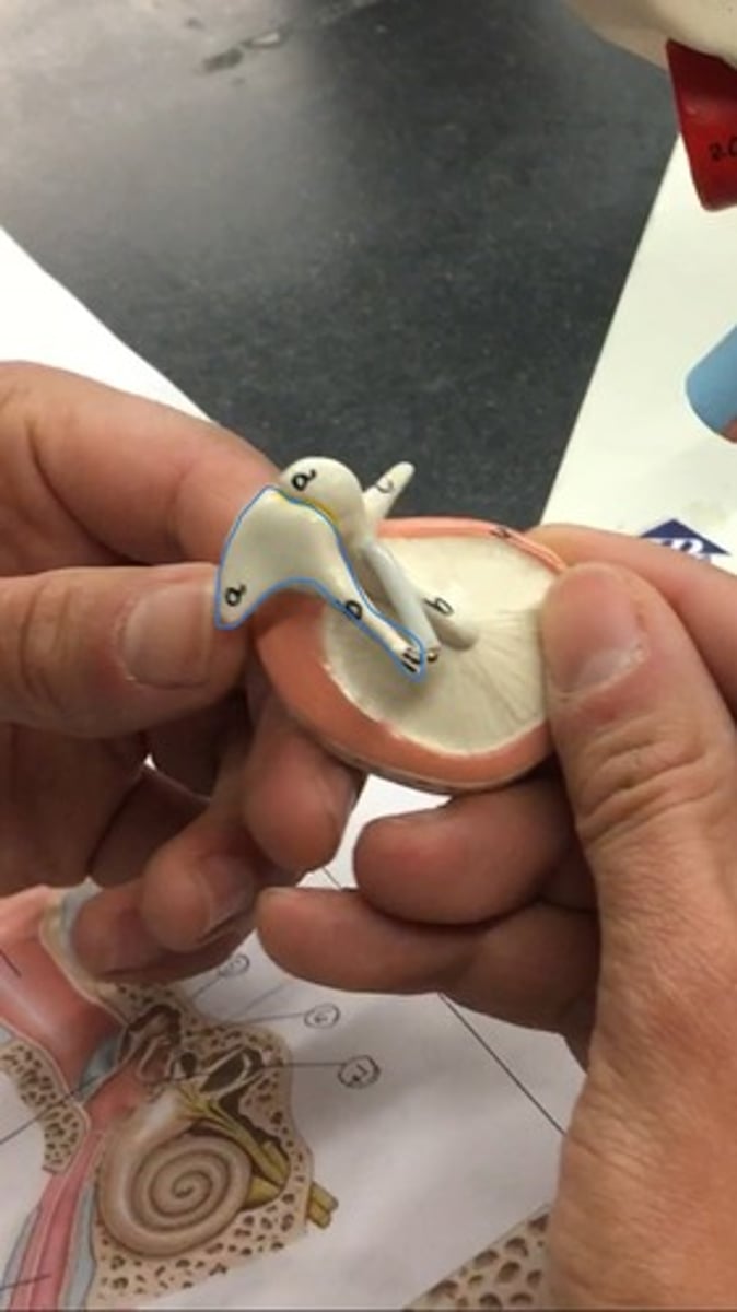 <p>a small anvil-shaped bone in the middle ear, transmitting vibrations between the malleus and stapes. Behind malleus, looks like a tooth.</p>