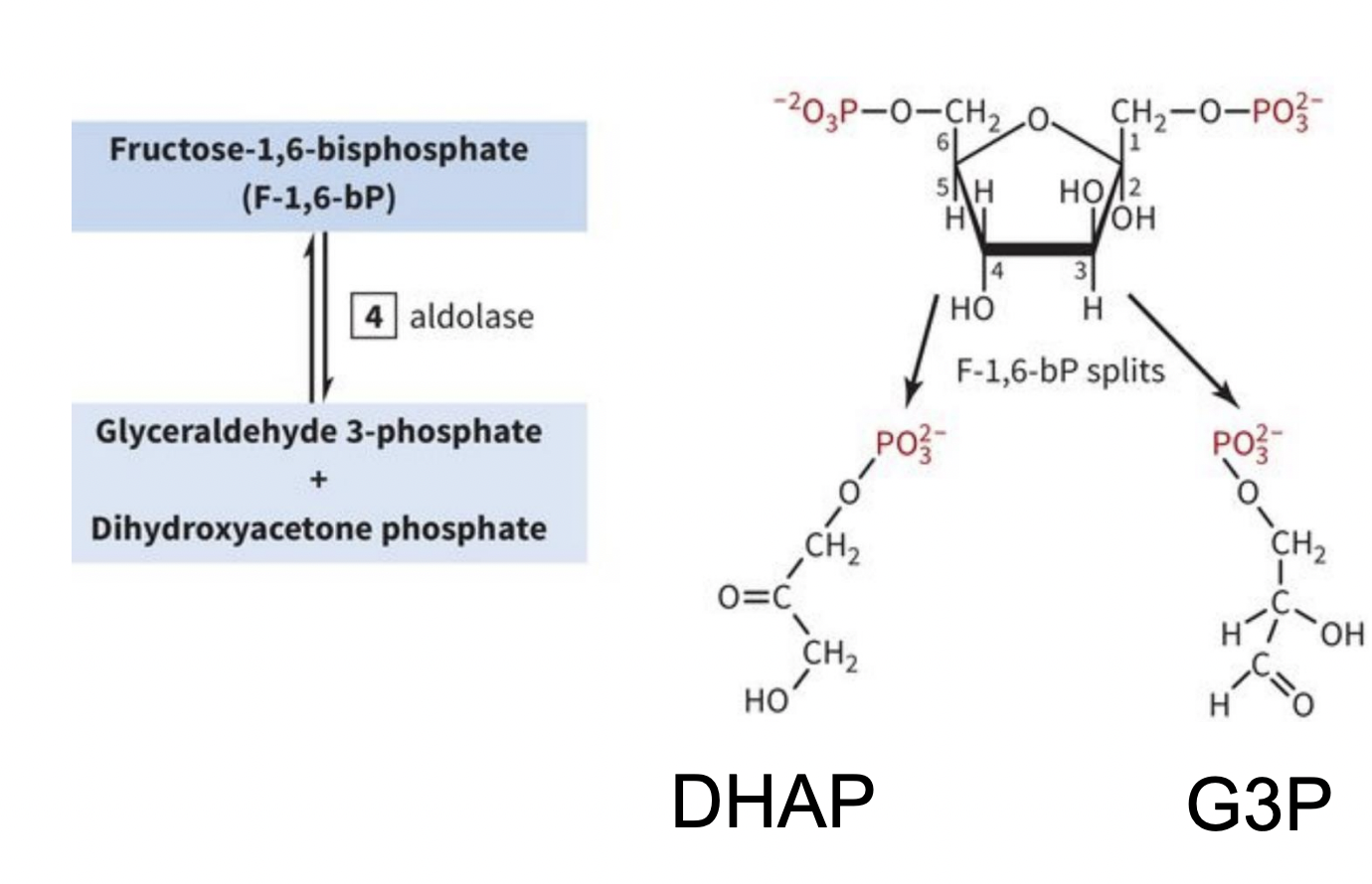 <p>INVESTMENT/PREPARATORY PHASE STEP 4: Cleavage of 6-carbon Sugar to 2 3-carbon intermediates </p>