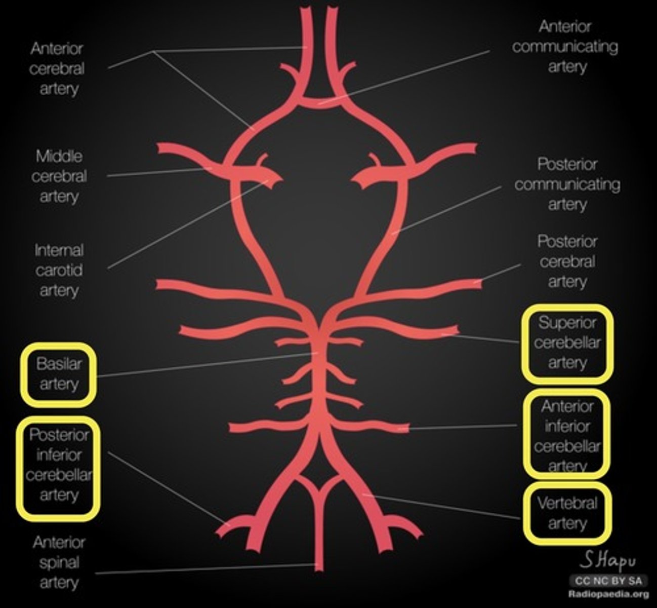 <p>Vertebral - posterior inferior cerebellar</p><p>Basilar - anterior inferior cerebellar & superior cerebellar</p>