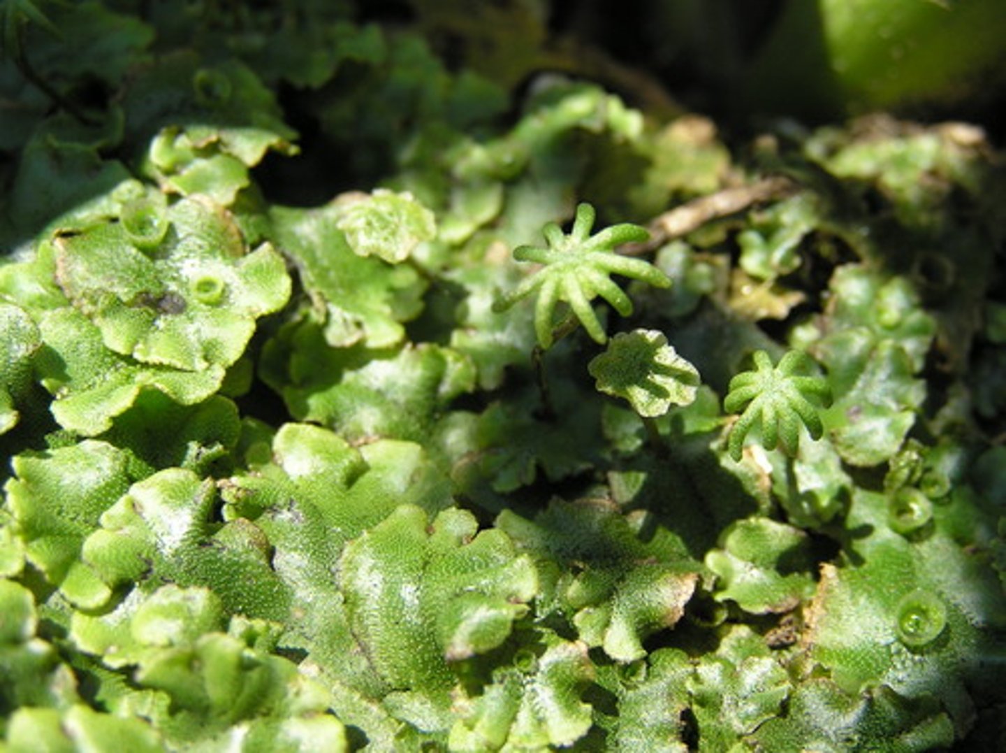 <p>What phylum is this organism in?</p>