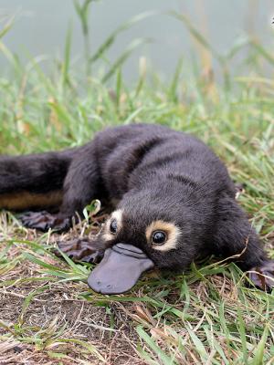 <p>extinct mammals with egg laying abilities </p><p>one living infra-class. </p>