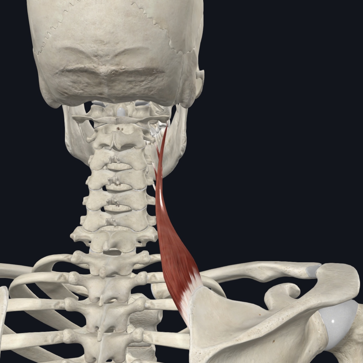 <p>Dorsal scapular (C4-C5) and cervical (C3-C4) nerves</p>