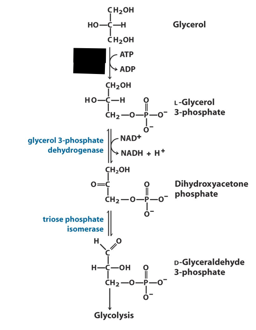 <p>What is the name of the enzyme blocked out in black?</p>
