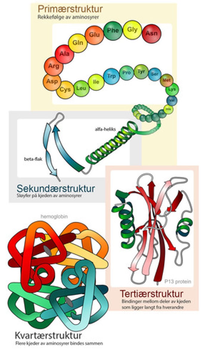 <p>Bindingene mellom ulike polypeptidkjeder som inneholder mer enn én slik kjede. Eksempelsvis Hemoglobin, består av to typer polypeptidkjeder. </p>