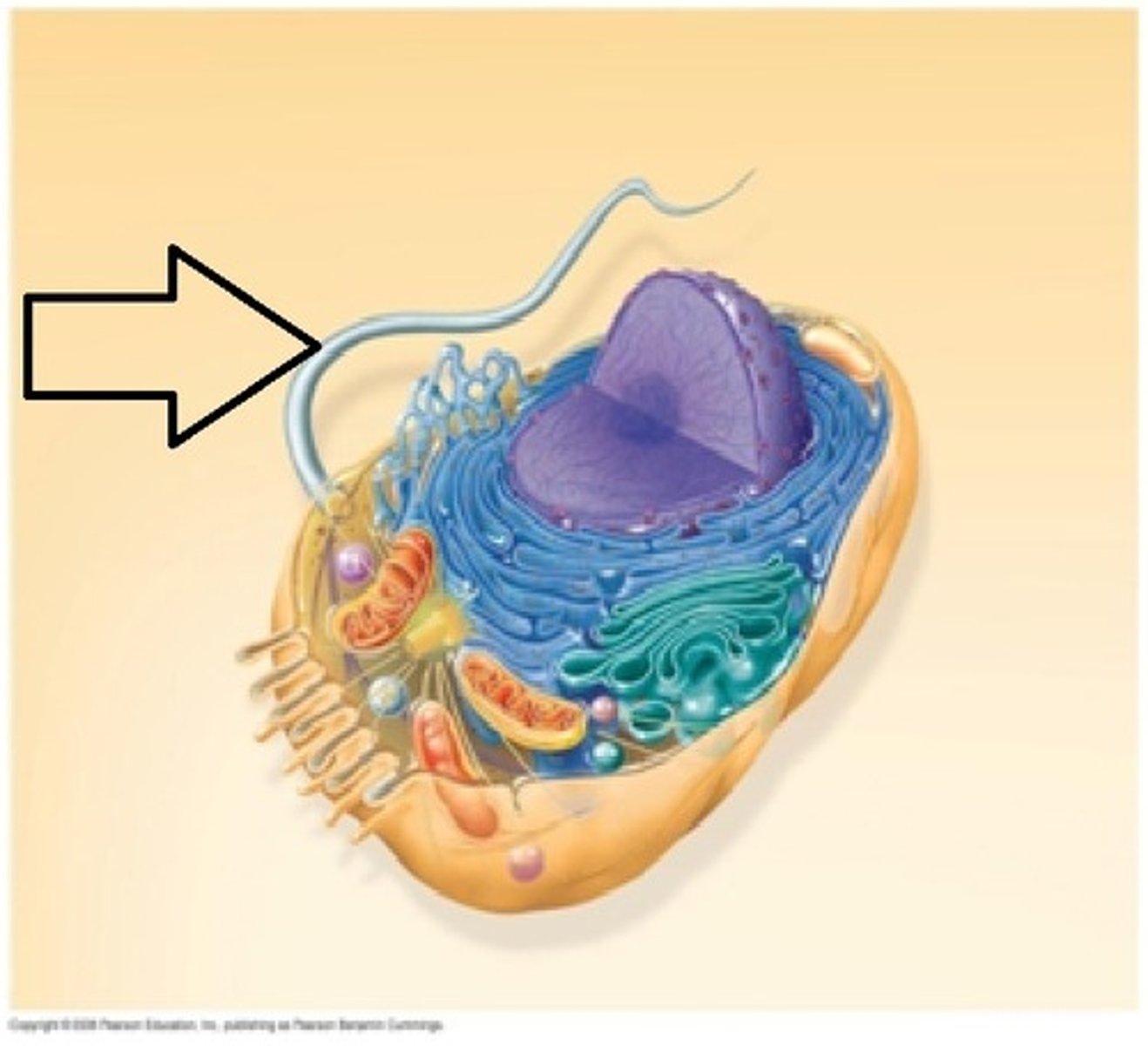 <p>Whiplike tails found in one-celled organisms to aid in movement</p>