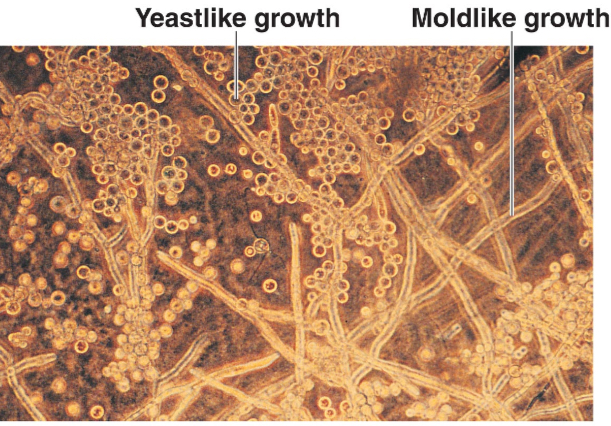 * Soil
* Decomposers
* Heterotrophic
* Unicellular or Multicellular
* Asexual and sexual reproduction 
  * Mushrooms, Yeast, and Molds