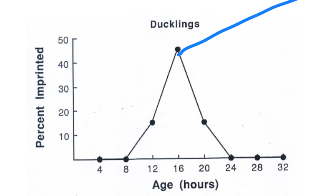 <p>Critical Period</p>