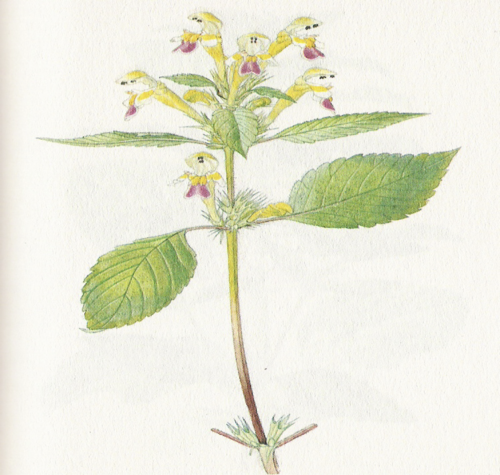 knowt flashcard image