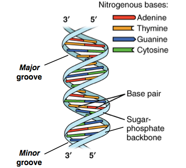 Structure of DNA