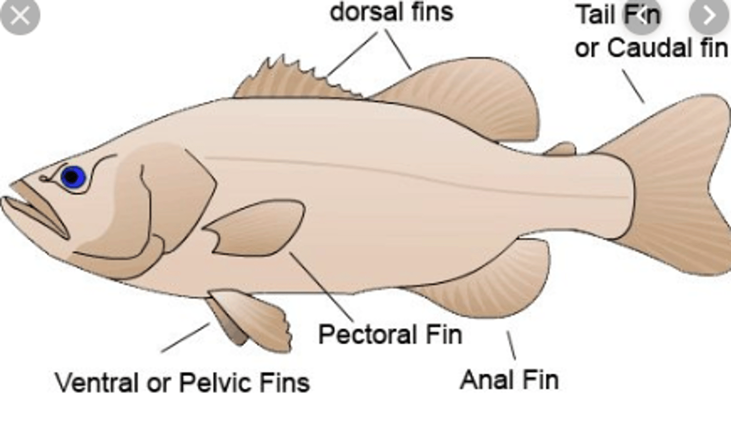 <p>ancestral state; attach low on the side of body just posterior to gills; only occur w/abdominal pelvics</p>