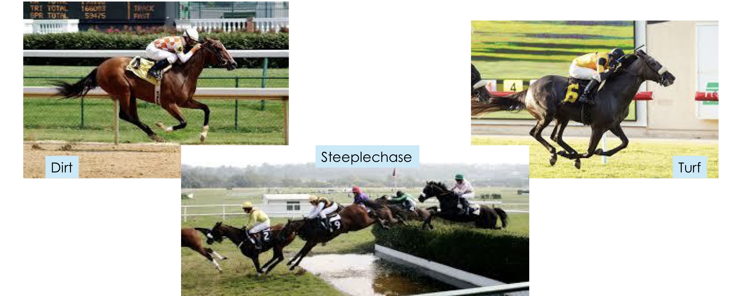 <p>what kind of horse is this?</p>