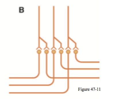 information entering the pool is transmitted in two directions (through 2 tracts) when it leaves the pool