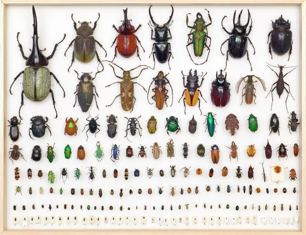 <p>Beetles</p>