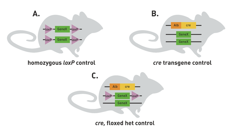<p>Do not cause any phenotypic effects on their own</p><ul><li><p>A) homozygous loxP control - check they don’t have strange livers before hand</p></li><li><p>B) cre transgene control - make sure cre is effective</p></li><li><p>C) cre, floxed het control</p></li></ul><p></p>