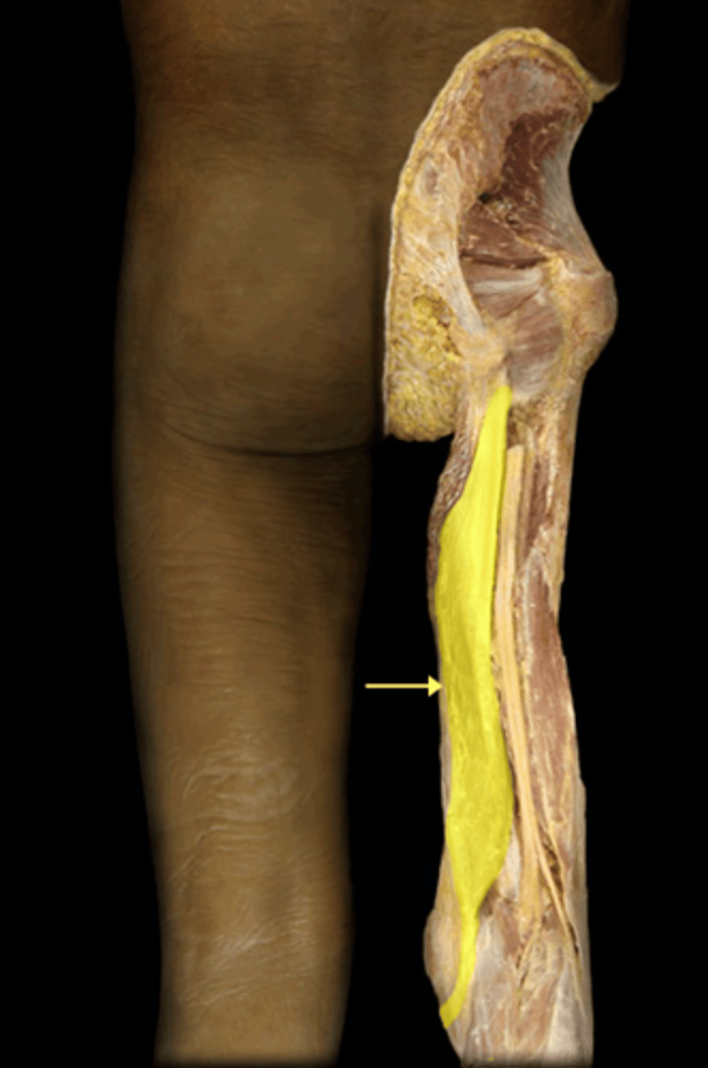 <p>Semimembranous</p>