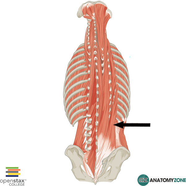 <p>identify this muscle </p><p>insertion: cervicle transverse process </p>