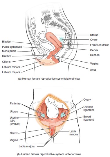 <p>Female gonad that <strong>produces eggs (oocytes)</strong> and <strong>secretes estrogen and progesterone</strong>.</p>