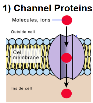 <p>They make a channel/tunnel so the substance can flow right through</p>