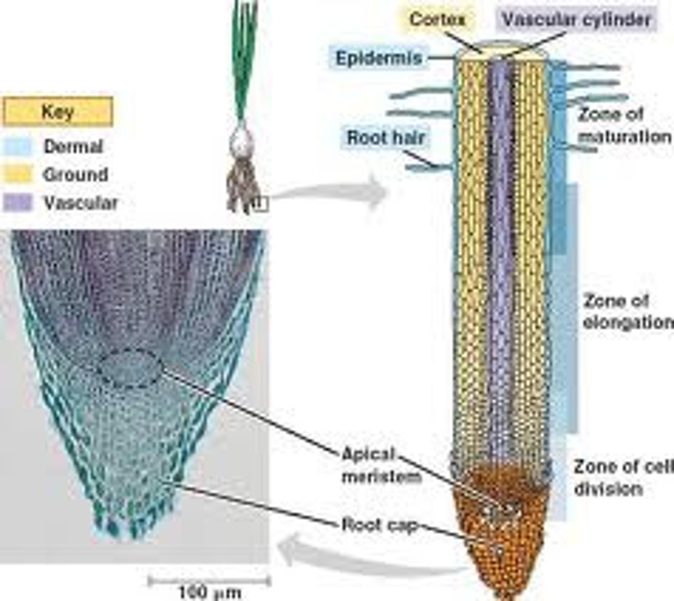 <p>allows downward growth of roots, access water and minerals</p>