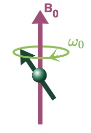 <p>the spin polarisation axes (spins, <strong>I</strong>) precess around the axis of magnetic field B(0)</p>