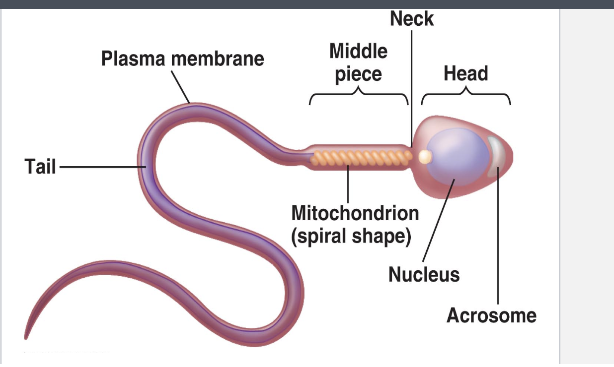 <p>Q: What <strong>component</strong> <strong>supplies energy</strong> for <strong>sperm movement</strong>?</p>