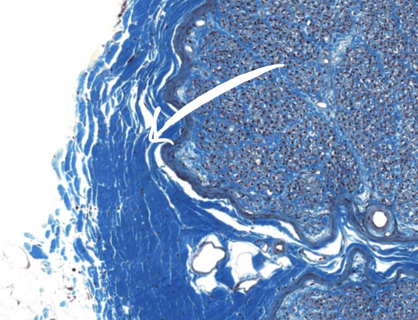 <p>What is this structure</p>