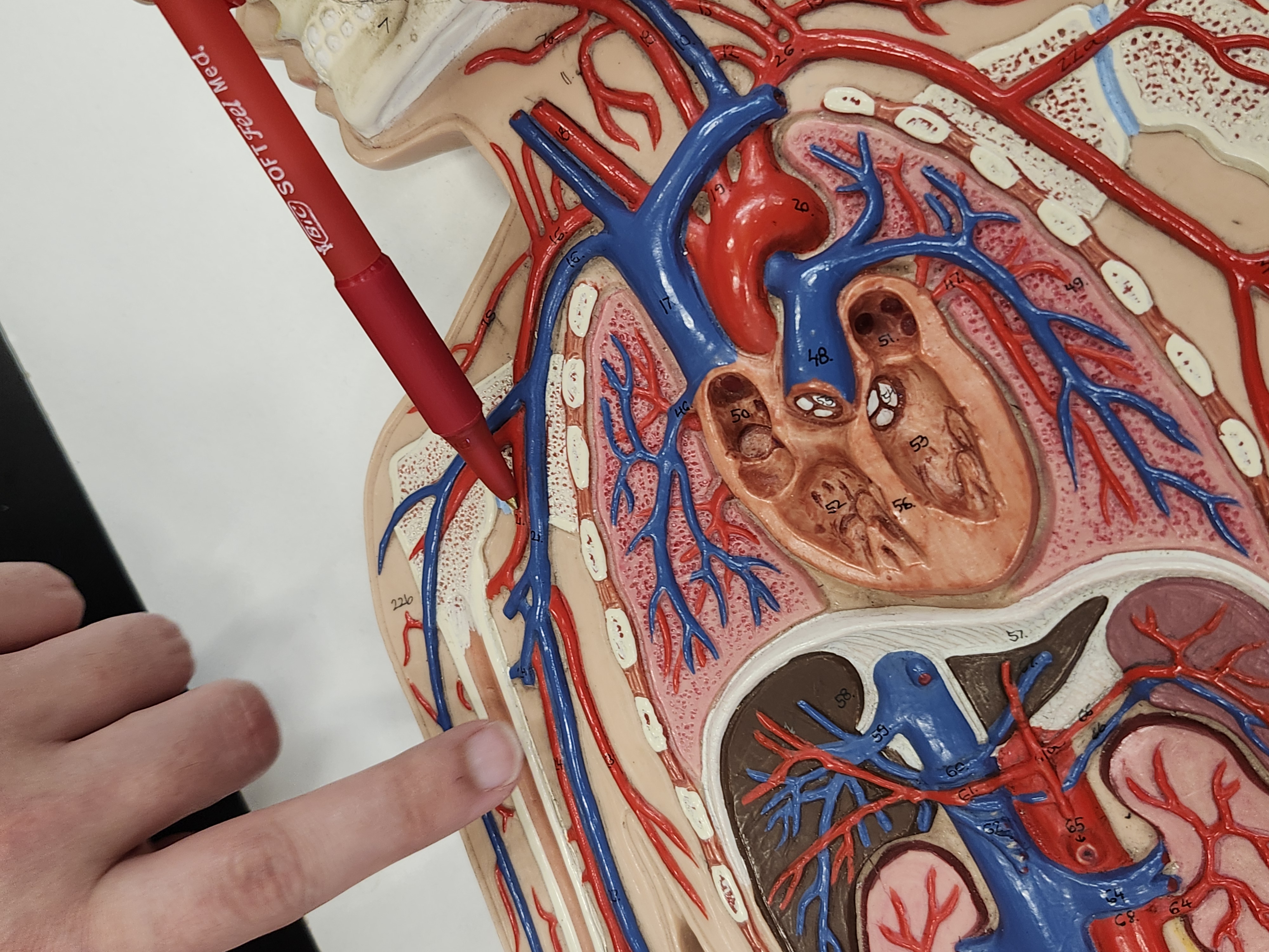 knowt flashcard image