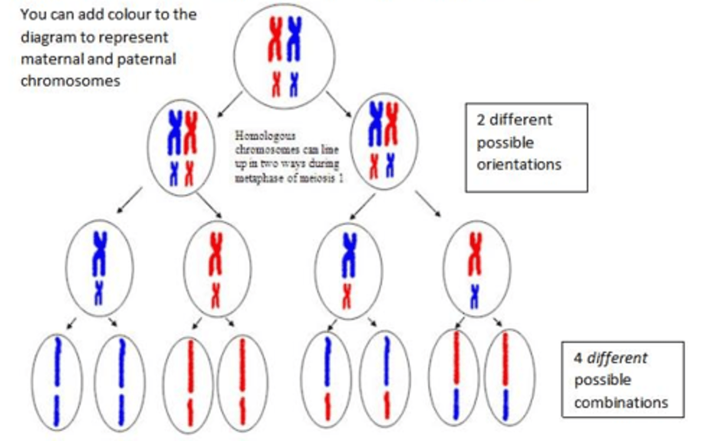 <p>During meiosis 1 homologous chromosomes line up in pairs, the arrangement of these pairs is random, meaning that the division into the daughter cells is also random.</p>