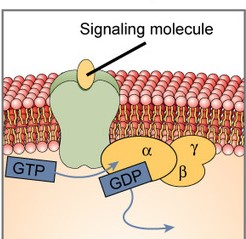 <p>What step of the G Protein Coupled Receptors Cycle is this?</p>