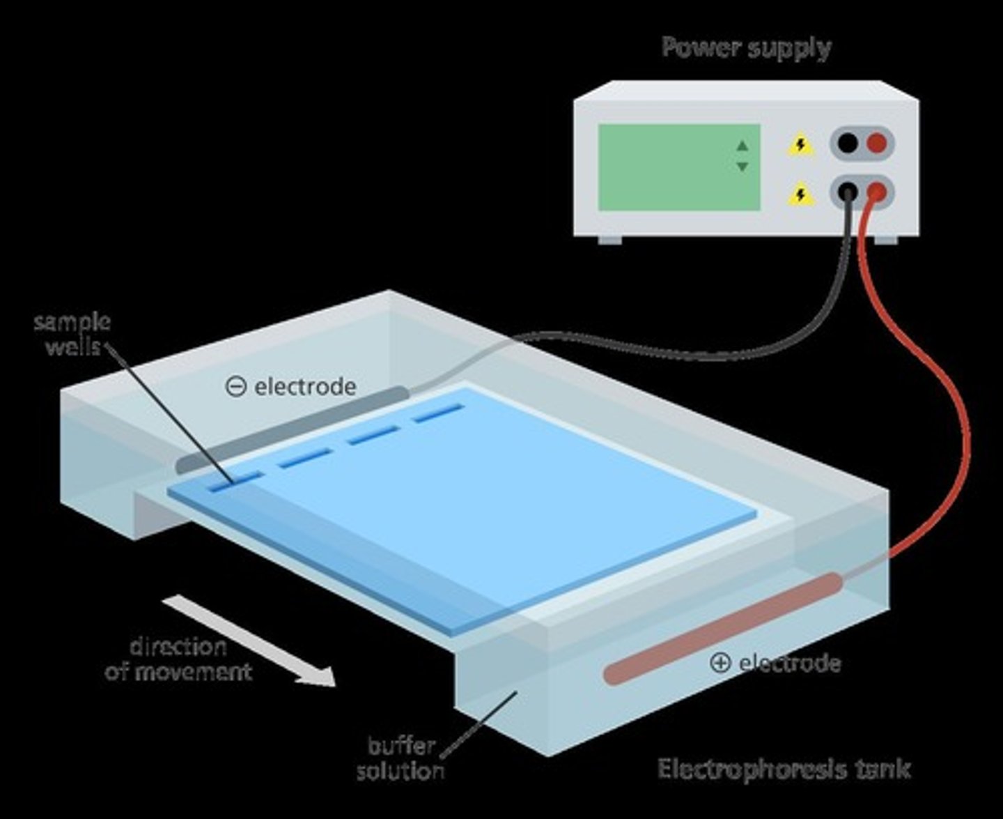 <p>Technique to separate DNA fragments by size.</p>