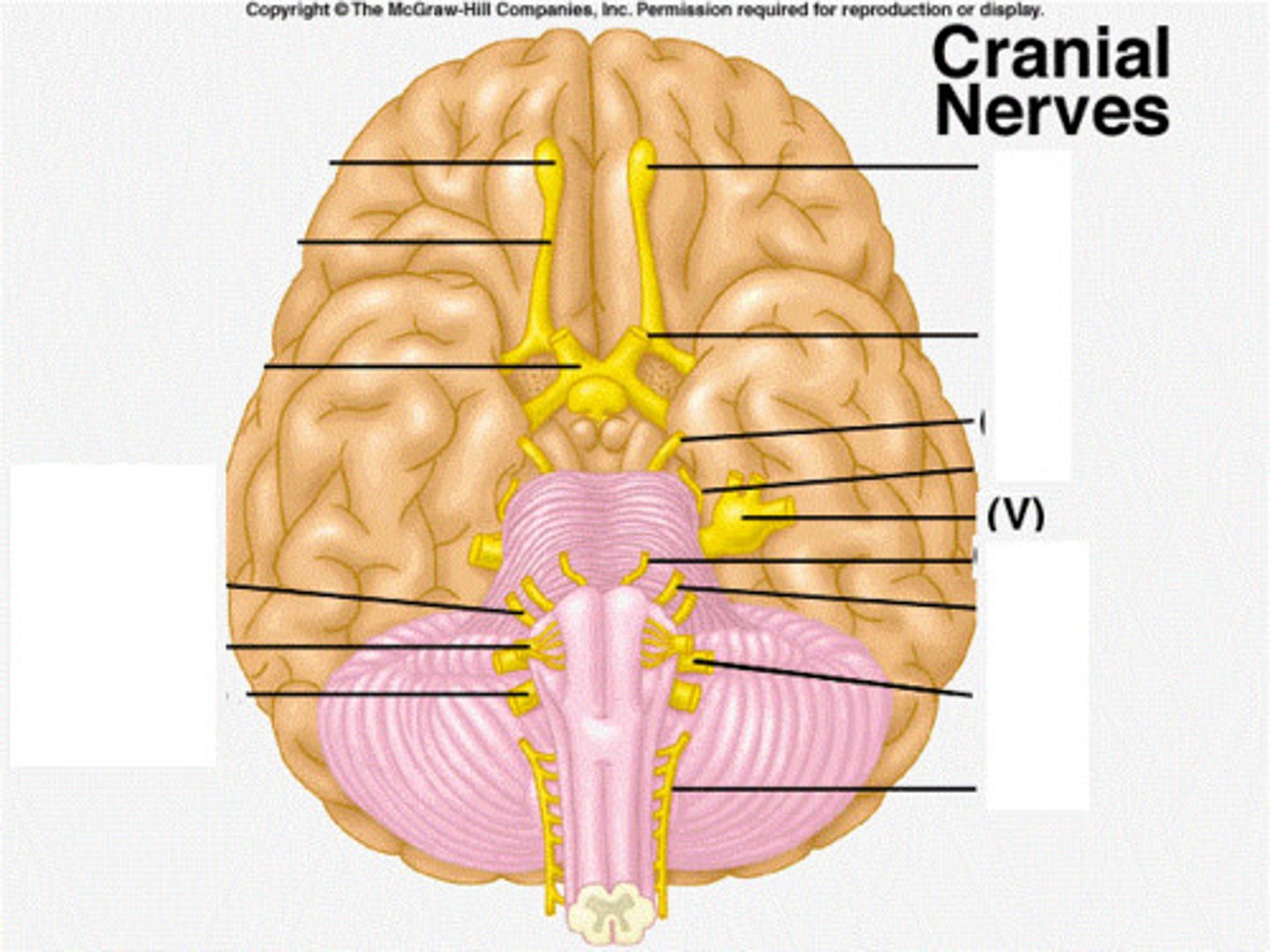 <p>-Sensation in the skin on the face and head, mastication (sensory information from face, mouth; motor signals for chewing)</p><p>-Both Sensory and Motor</p>