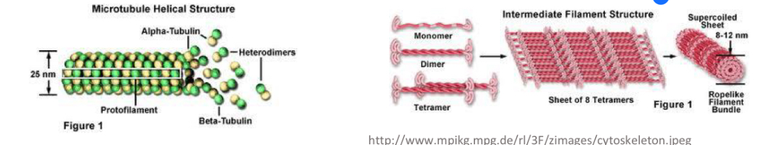 <p>Polymerization of proteins</p>