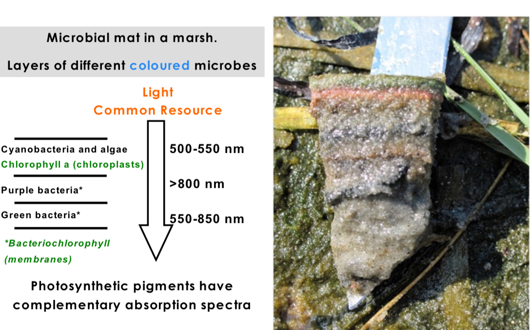 <p>Light is a common resource, microbes avoid compition by tuning their antenna to different wave lengths. </p>