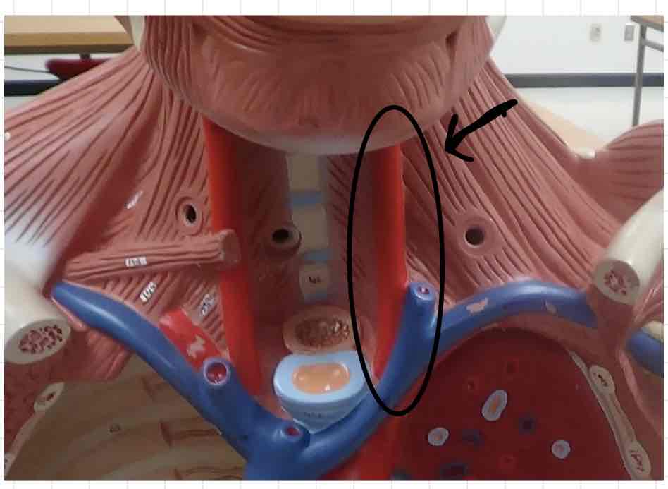 <p>what is this? (torso model)</p>