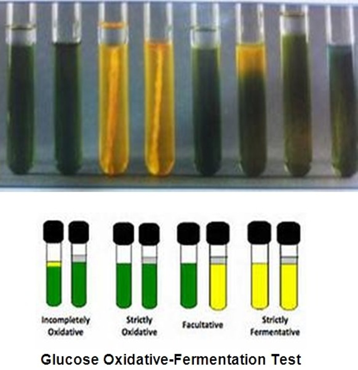 <p>This test determines how bacteria metabolize glucose.</p>