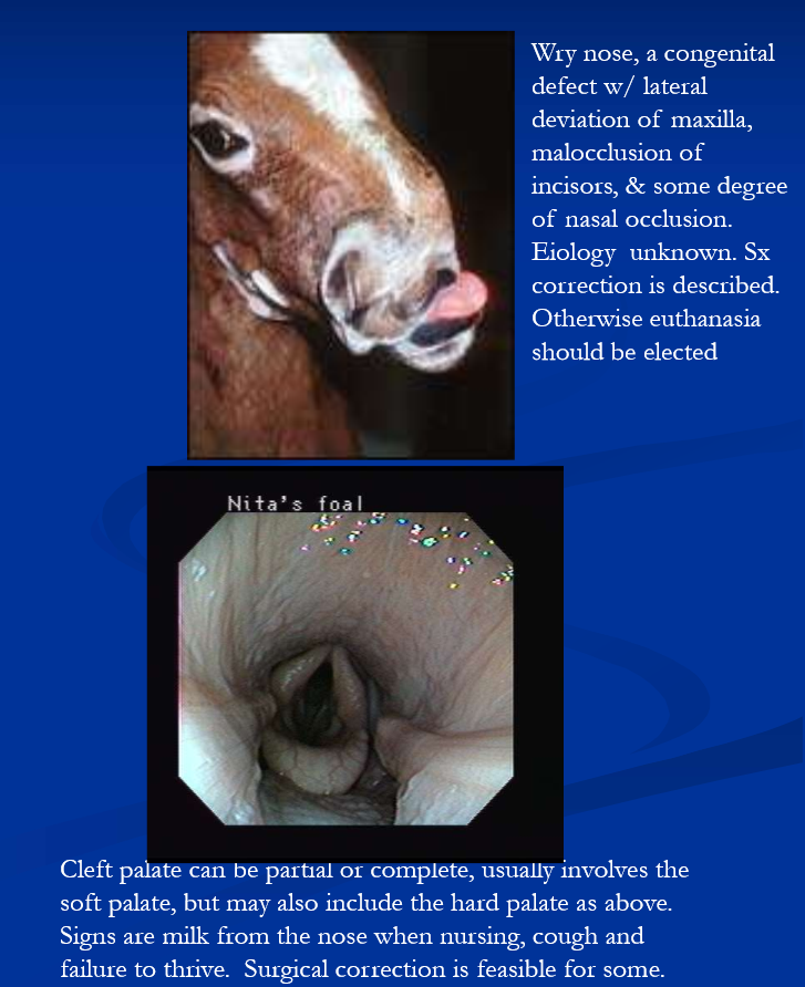 <ul><li><p>Cleft palate, tongue, mandible </p></li><li><p>wry nose </p><ul><li><p>dental anomalies (more later) </p></li><li><p>parrot mouth (overbite) </p></li><li><p>sow mouth (underbite) </p></li><li><p>shear mouth </p></li><li><p>oligodontia </p></li><li><p>supernumerary teeth </p></li><li><p>dentigerous cysts </p></li></ul></li></ul><p></p>