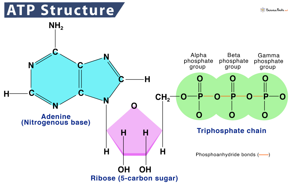 <p>A nitrogenous base (adenine), a five-carbon sugar (ribose), and three phosphate groups linked together.</p>